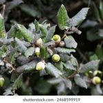 99久久99久久加热有精品 6jhejbifv