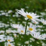 日本高清视频网站www h09come